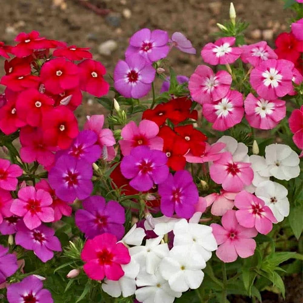 Phlox Mixed Colors Flower - for planting in home garden